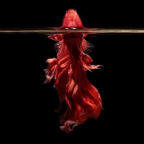 Meet your Posher, Beverly - Picture 5 of 16